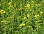 mustard-plant